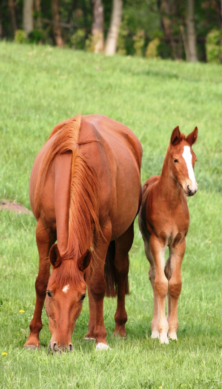 Jethro x Delila colt