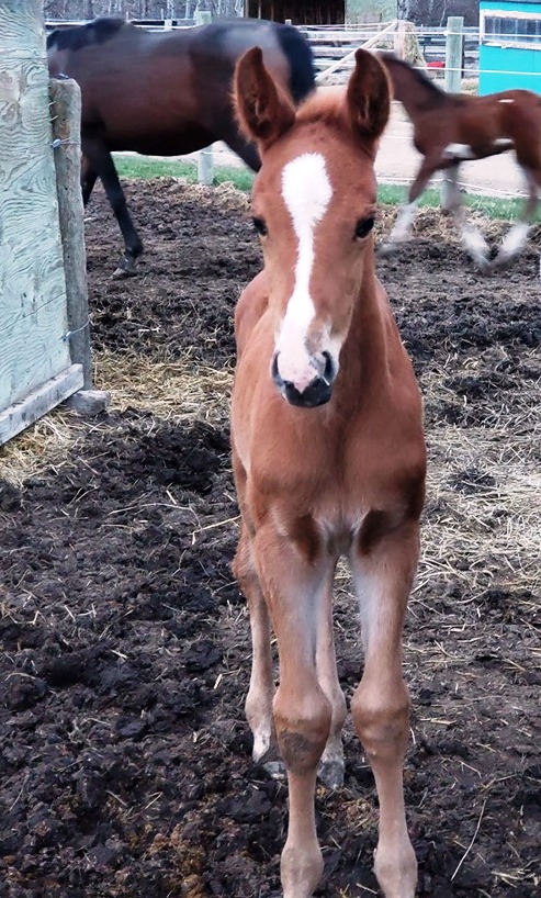 Zeno x Beya filly