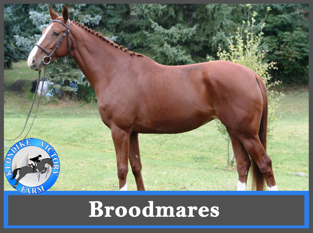 Broodmares