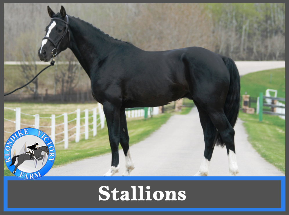 Stallions