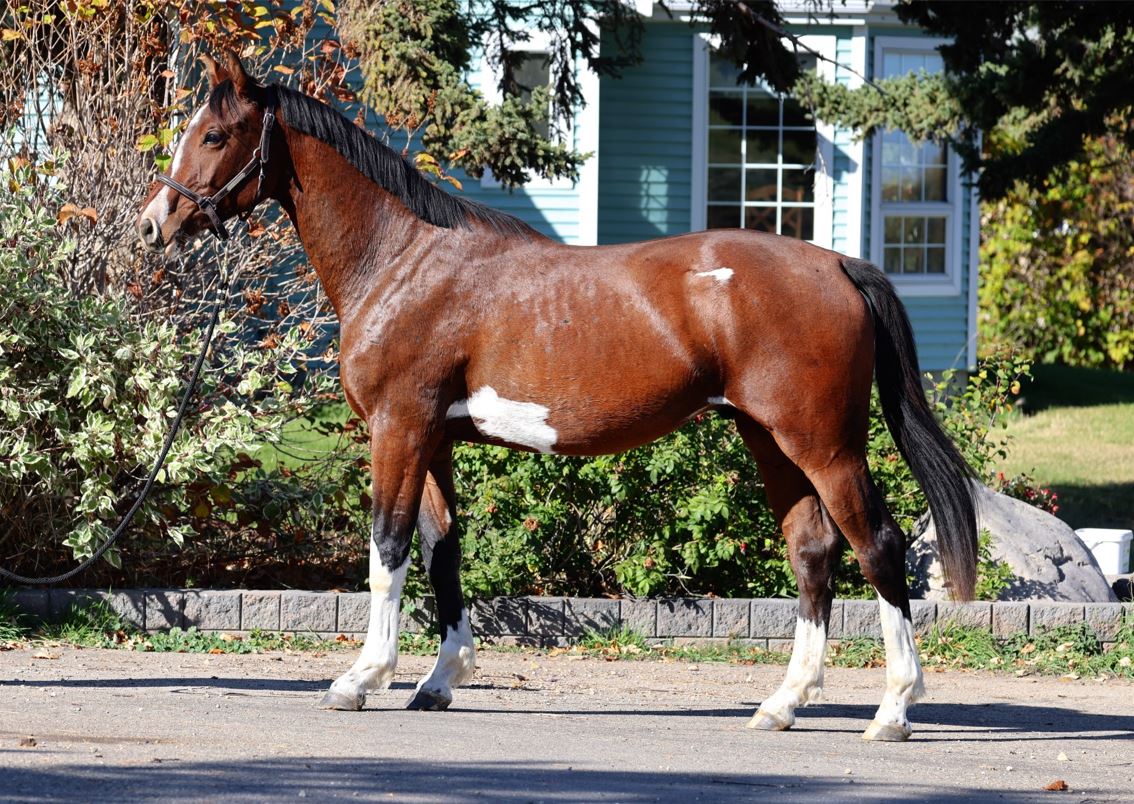 BEAUTIFUL DAPPLE GREY FOR KIDS**CANDY, 2013, gelding, holsteiner, Clarimo x  Calato 