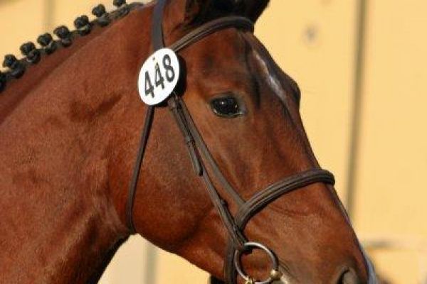 cwhba-breeders-show-2011-199rDDAE144B-9049-CE99-7F65-5CD6C1DEED99.jpg