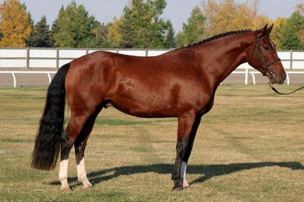 cwhba-breeders-show-2011-260rD0B1C39A-2B18-A891-2DB2-0BF66AA1F4A2.jpg