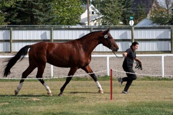 cwhba-breeders-show-2011-326r57019E32-AF3D-52A4-7C3F-350D2E909974.jpg