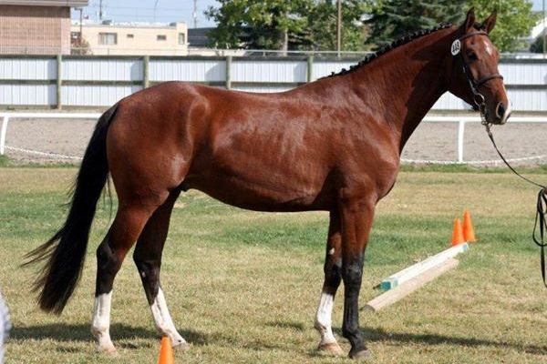 cwhba-breeders-show-2011-342rB73EACA4-9190-8174-C8C9-5DEA08C9C7D0.jpg