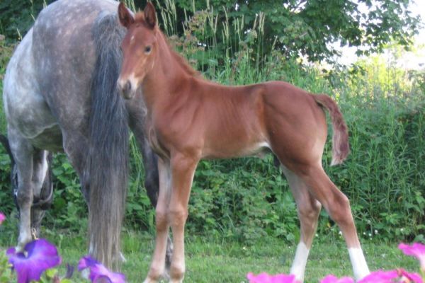 zeno-20foal-20qc84C051EF-B999-C7DC-90D8-DAFD60B9AC51.jpg