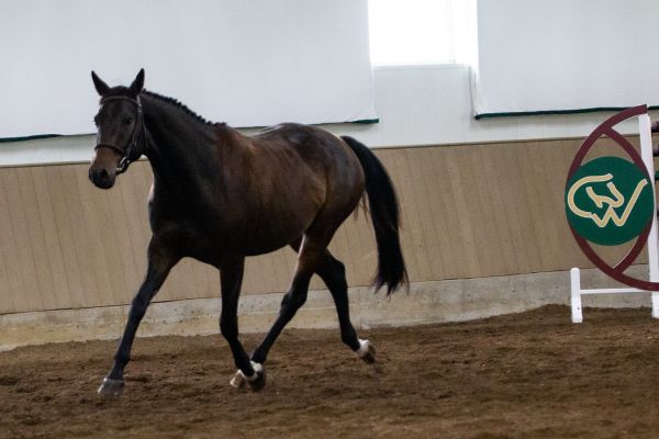 s-h-beau-ami-trot63ACC51B-7D58-DABA-3EFA-CEB0A911E563.jpg