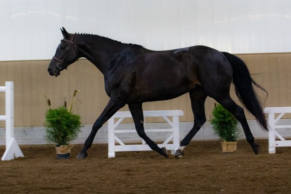 bonita-trot-2FE0DCFE4-8E32-E9E0-3DF1-90B7355C0E2F.jpg