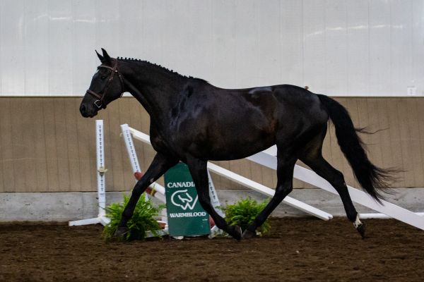 bonita-trot37BBAF47-9FB5-5529-788F-F02AFA0EEBB7.jpg